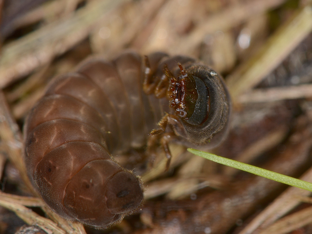 Larve di Cantharidae